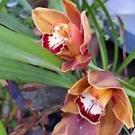 Margarida *