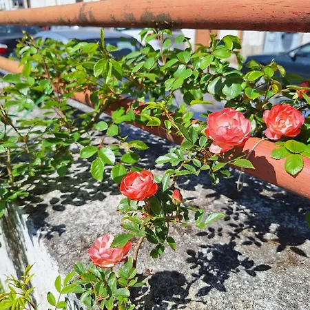 Margarida * Viana do Castelo