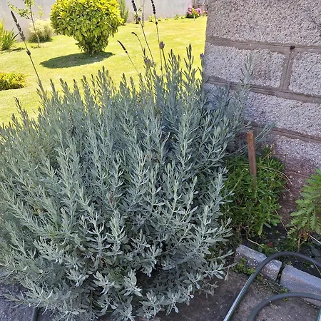 Margarida فيانا دو كاستيلو