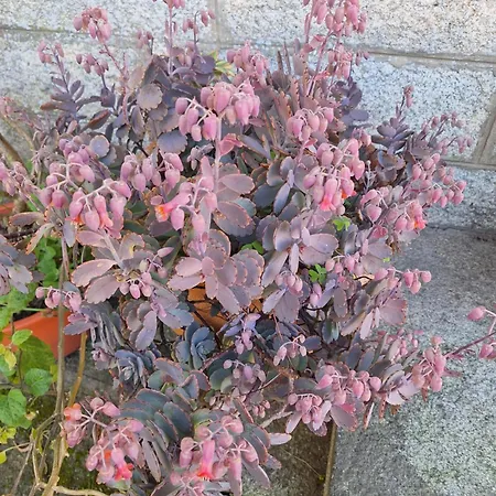 بيت شباب Margarida