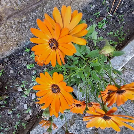 Margarida بيت شباب فيانا دو كاستيلو