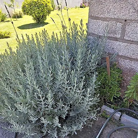 Margarida