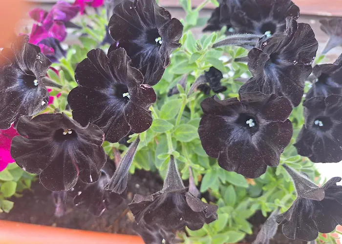 Margarida Albergue *