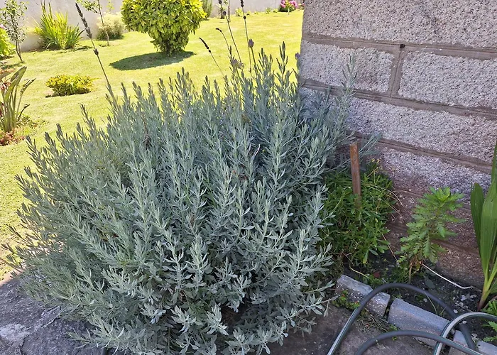 Margarida Viana do Castelo