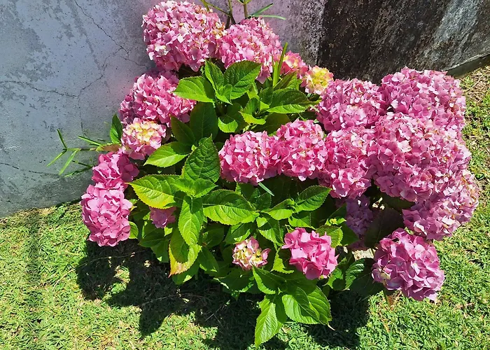 Margarida Albergue Viana do Castelo