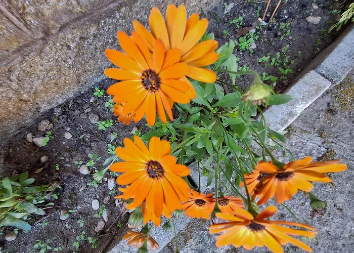 Margarida Albergue Viana do Castelo